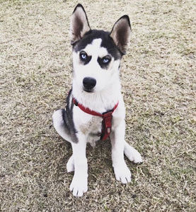 Meet your Posher, Rubi